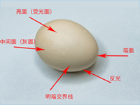 Photoshop技巧：精修技巧之铺光_3C类
