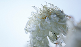 摄影作品(菊花系列)